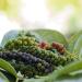 Organic Black Pepper Whole 1kg | Noble Herb - 100% Natural Black Peppercorns - Premium Quality & Additive-Free - Perfect for Mills - Buy Now! - Buy Online on GoSupps.com