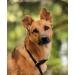 Buy Lionto Dog Collar | Retriever Training Collar | 45 cm Length Black - Perfect for Dogs - Buy Online on GoSupps.com