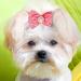 POPETPOP 50pcs Dog Bows with Rubber Bands-Pet Cat Dog Hair Bows Multicolor Rhinestone Beads Flowers Topknot Puppy Bows(Mixed Color) - Buy Online on GoSupps.com