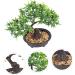 Zerodeko 2pcs Welcome Pine Flower Pot Houseplants Live Indoor Home Desk Fake Bonsai Desk Top Decor Interior Decor Simulation Green Plants Simulation Tree Office Plastic Flower Household - Buy Online on GoSupps.com