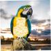Buy PopetPop Parrot Flight Suit - Adjustable Cotton Diaper Clothing for Birds | Yellow 2-Pack - Buy Online on GoSupps.com