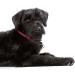 HUNTER Freestyle Dressage Dog Collar - Robust Weatherproof Pull Stopper - Size 60 (L-XL) - Raspberry - Buy Online on GoSupps.com