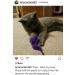 Purrs Wiggly Wormz attachment- Fits PurrSuit Frenzy & DaBird wand Cat Toys - Buy Online on GoSupps.com