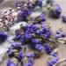 Tisane chinoise Pure Nature Fleurs s ch es Nouveau th parfum Th vert Soins de sant Th aux fleurs Top grade nourriture verte saine (50g) - Buy Online on GoSupps.com