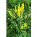 Meliot Sweet Clover Herb Tea | Melilotus Officinalis L | M lilot Officinal Herbe Tisane | Health Embassy (50g) - Buy Online on GoSupps.com