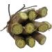 Giloye/Giloy Fresh Plant 20 Stems (6 inch Each) - Buy Online on GoSupps.com