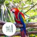 Felenny Adjustable Bird Dishes & Leash - Essential Outdoor Accessories for Scarlet Red Ara Sun Conure & Nymphensittich - Anti-Bite Large Size - Buy Online on GoSupps.com