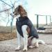 ASENKU Windproof Dog Winter Jacket - Waterproof & Warm Pet Coat for Small, Medium, Large Dogs - Blue (S Size) - Buy Online on GoSupps.com