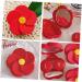 Solustrie Colored Contact Lenses Container Set | Durable Eye Lens Case for Cosmetic Lenses | Invisible Design for International Shipping - Buy Online on GoSupps.com
