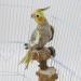 Generic Bird Ladder Bird Toy Bird Wooden Ladder Toy Wooden Parrot Bird Perch Stand Platform for Pet Training Bird Cage Accessories Decoration - Buy Online on GoSupps.com