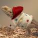 Bearded Dragon Clothes - Cotton Lizard Warm Coat Hoodies Jacket Reptile Clothes for Lizard Bearded Dragon Crested Chameleon Beige - Buy Online on GoSupps.com