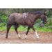 Aces Equine HORSE LUNGING TRAINING AID PESSOA STYLE WITH BODY ROLLER ONE SIZE BLACK AND BROWN