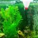 SENZEAL Aquarium Live Red Worm Fish Feeder - Plastic Cone Cup Shape Basket Feeder - Buy Online on GoSupps.com