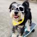 PETLESO Dog Goggles Stylish Pet Sunglasses Anti-Fog Waterproof Windproof Dog Sunglasses Eye Protection Anti-UV Goggles for Small/Medium Dogs - White - Buy Online on GoSupps.com