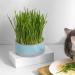 Anulely Cat Grass Plant Container - Earth-Free Sprouter Tray for Indoor Cats & Pets | Stylish Blue Planting Box for Home D cor - Buy Online on GoSupps.com