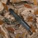 Meta Title: Bone Collector Deer Grunt Call - The Contender, Molded All-in-One Adjustable - Buy Online on GoSupps.com