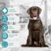 Flea and Tick Collar for Dogs - 8 Month Prevention & Treatment, 100% Natural, Waterproof - Includes Tick Removal Tools | 2 Pack - Buy Online on GoSupps.com