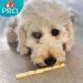 8in1 Pro Dental Twisted Sticks for Dogs - Healthy Chewing Dental Care 10 Pack - Buy Online on GoSupps.com
