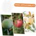 GANAZONO Shaped Growth Mold Fruit Vegetable Growing Mold Small Shaper Molds Shaping to Play with Maitreya - Buy Online on GoSupps.com