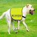 Shop 'In Training' Dog Vest - Don't Approach Ask Before Petting - EU Shipping Available - Buy Online on GoSupps.com