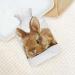 Brown Rabbit Hot Water Bottle with Plush Cover - Cozy Bed Warmer for Adults & Kids | 26.5x15.3cm | International Shipping - Buy Online on GoSupps.com
