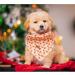 Buy Lionheart Glory Dog Haller - Washable Christmas Bib & Adjustable Kerchief for Small Dogs | Pink Gingerbread Man Design - Buy Online on GoSupps.com