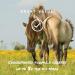 Espree Aloe Herbal Fly Repellent Horse Spray 32 oz - Natural Insect Repellent for Horses - Buy Online on GoSupps.com