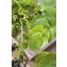 Mr Fothergill s Seeds Ltd 35174 (Climbing) Malabar Spinach Green - Buy Online on GoSupps.com