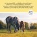 Annimally Liver Kidney Liquid for Horses - 1000ml Herbal Juice with Dandelion & Artichoke for Healthy Metabolism - Buy Online on GoSupps.com