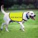 Reactive Dog Jacket Vest Dog Reactive Vest Dog Walking Slogan Warning Vest (Dog Reactive-Large) - Buy Online on GoSupps.com
