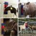 Horse Cow Scratch Brush Universal Scratching Pole with install accessories for Livestock Relieves Itching and Cleansing Massage Durable Scratcher ideal for Cattle Pony Goat Sheep Pig (Red+Blue) - Buy Online on GoSupps.com