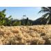 Sea Moss (Irish Moss) 100g - Golden Wildcrafted Jamaican Product Organic Non GMO Vegan Packed with 92 Minerals + Vitamins Excellent for Smoothies Skincare etc - Buy Online on GoSupps.com