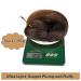 36 Inch Pre-Stretched Braiding Hair 6 Packs - Professional Yaki Texture Ombre Extensions, Hot Water Setting, Soft Synthetic Crochet Hair (1B/27#/30#/613) - Pack of 6 - Buy Online on GoSupps.com