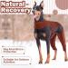 Buy Hjyokuso Recovery Suit for Dogs - XS Brown Surgery & Licking Protection Sleeves | Ideal for Leg & Elbow Recovery - Buy Online on GoSupps.com