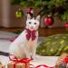 ADOGGYGO Christmas Cat Collars 2 Pack - Red Green Plaid Breakaway Collar with Bell & Bowtie for Cats Kittens - Buy Online on GoSupps.com