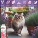 Cat Dry Shampoo Powder with Lavender and Rosemary for Cats 5.29 fl. oz| Grooming for Cat | Kitten Sensitive Skin | Cleansing and Moisturizing Perfume and Talc Free (1) - Buy Online on GoSupps.com
