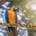 PopetPop 2pcs Flexible Multi-Color Bird Rope Toys - Bungee Ropes for Parakeets Cockatiels & More | 30x1.5 cm - Buy Online on GoSupps.com