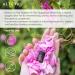 Altenya Bio Bulgarian Rose Essential Oil 10ml - 100% USDA Certified Authentic Damascus Rose Oil | Altenya Organics - Buy Online on GoSupps.com