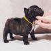 JJWNML 16PCS Adjustable Puppy Bracelets & Kitten Collars | Soft Polyester ID Bands for Newborn Pets | Multi-Color Size S (12-20cm) - Ideal for Pet Identification - Buy Online on GoSupps.com