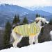 Warm XL Yellow Dog Sweater for Small Dogs & Puppies | Fleece Plush Winter Coat for Cats & Dogs - Buy Online on GoSupps.com