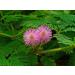SAFLAX - Echte Mimose - 70 Samen - Mimosa pudica - Buy Online on GoSupps.com