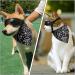Adiwo Dog Goggles - Waterproof Anti-UV Sunglasses for Small & Medium Dogs | Windproof Safety Glasses with Adjustable Band - Buy Online on GoSupps.com