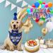Dog Birthday Hat & Bandana Set - 3pcs Blue Dog Party Accessories for Boys & Girls - Perfect for Puppies & Cats - Buy Online on GoSupps.com