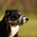 Adjustable Heele Dog Muzzle with Head Belt - No Rubbing Comfortable Fit for Safe Dog Training - Buy Online on GoSupps.com