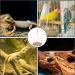 Reptile Hammock Swing Bed Cute Lizard Bearded Dragon Reptile Hanging Hammock Reptile Woven Cotton Summer Hammock Swing Bed for Reptiles Hamsters Parrots Sleeping Resting - Buy Online on GoSupps.com