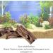 GarPet Ceramic Catfish Tube Cave - Aquarium & Terrarium Decoration for Reptiles & Fish Spawning Hiding Place - Buy Online on GoSupps.com