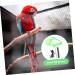 Beavorty 5 Sets Bird Leash Suspend Conure Harness Lizard Outdoor Birds Harness Leash Car Supplies 12X6X1.3CMx5pcs Greenx5pcs - Buy Online on GoSupps.com