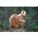 Premium German Hazelnuts - Perfect for Humans & Animal Feed - 1 kg Whole Nuts for Squirrels Rodents & Parrots - Buy Online on GoSupps.com