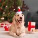Naler Christmas Reindeer Headwear for Dogs & Cats | Adjustable Moose Costume | Holiday Pet Outfit 4313 Red - Buy Online on GoSupps.com