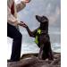 Joytale Reflective Dog Harness for Small Dogs - Adjustable Soft Padded Breathable with Control Handle - Green (1 Pack) - Buy Online on GoSupps.com